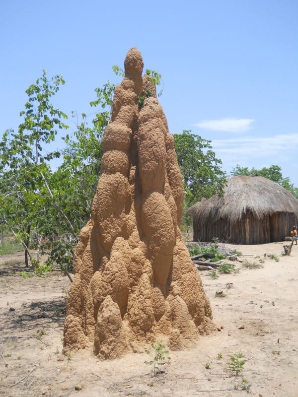 Termitaio - Termite nest